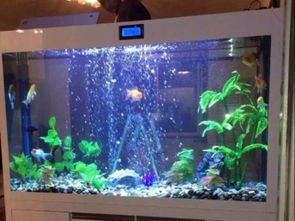 成都定制魚缸與海鮮池廠家直銷 一站式供應加工與配件服務